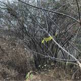 Zarośnięty i zaśmiecony dziki krzew przy SP18, zgłaszam po raz 3<span class="fix-status status-3">Ukończony</span>