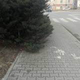drzewa wchodza na chodnik i sciezke rowerowa <span class="fix-status status-3">Ukończony</span>