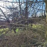 złamane drzewo i odpady<span class="fix-status status-2">Przyjęte</span>