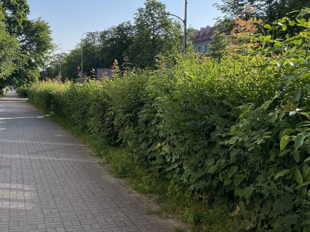 żywopłot wymagający przycięcia 