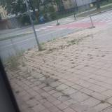 Zarastajacy trawa chonik<span class="fix-status status-3">Ukończony</span>