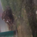 Zalegajace liście <span class="fix-status status-2">Przyjęte</span>