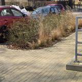 Zaniedbane rabaty z roz i traw<span class="fix-status status-3">Ukończony</span>