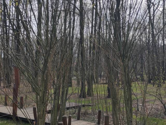 Zniszczona górna część zieleni