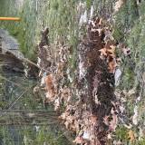 Śmieci przy ogrodkach<span class="fix-status status-6">Poza uprawnieniami</span>