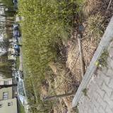 Zniszczone paliki nasadzenia zieleni<span class="fix-status status-3">Ukończony</span>