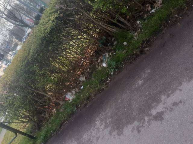 Śmieci w żywopłocie 