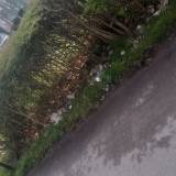 Śmieci w żywopłocie <span class="fix-status status-2">Przyjęte</span>