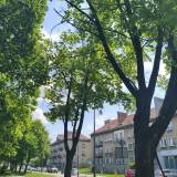 Suche konary <span class="fix-status status-2">Przyjęte</span>