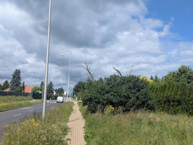 Suche konary krzewu na ul. Tulipanów 