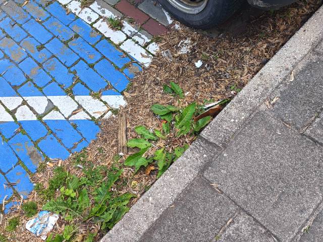Śmieci na parkingu przy ul. Czystej 31-35