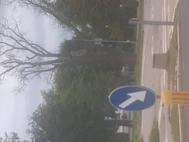 Uschniete drzewo