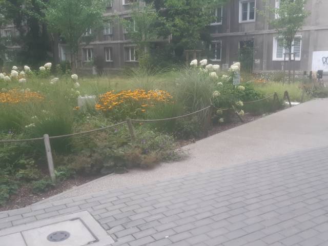 Przewrócone drewniane ogrodzenie