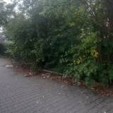 Zarastajacy i połamany krzew<span class="fix-status status-2">Przyjęte</span>