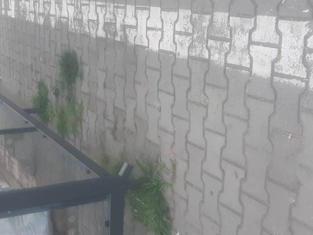 Zarastajaca trawa wiata przystankowa
