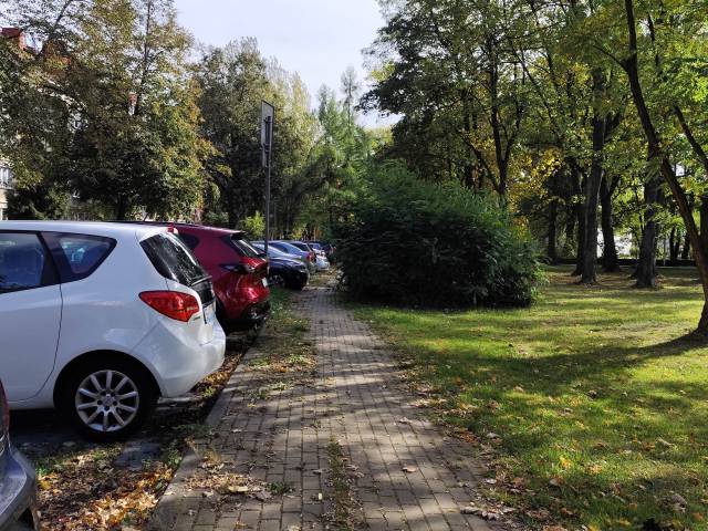 Dziki zarastajacy chodnik